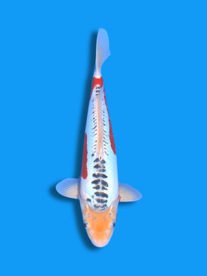 Shusui | Koi&Co.